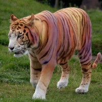 Sumatran Rainbow Tiger Found
