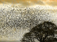 starlings flock tree walk with me